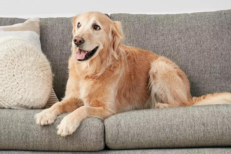 Выбор обивки дивана владельцами кошек и собак